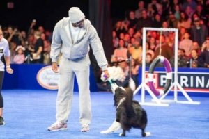 你还会这个！马克西“率犬”进行敏捷赛道挑战 现场观众达15000名